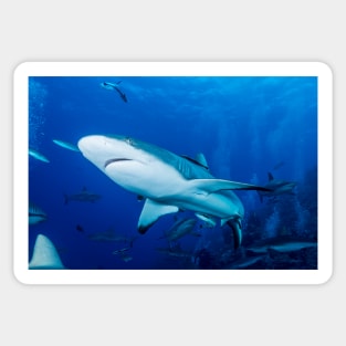 Reef Shark on the Great Barrier Reef Nov 13 Sticker